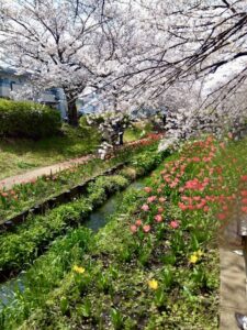 桜並木